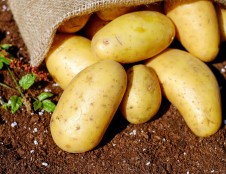 Ieško inovatyvių bulvių krakmolo gamybos technologijų